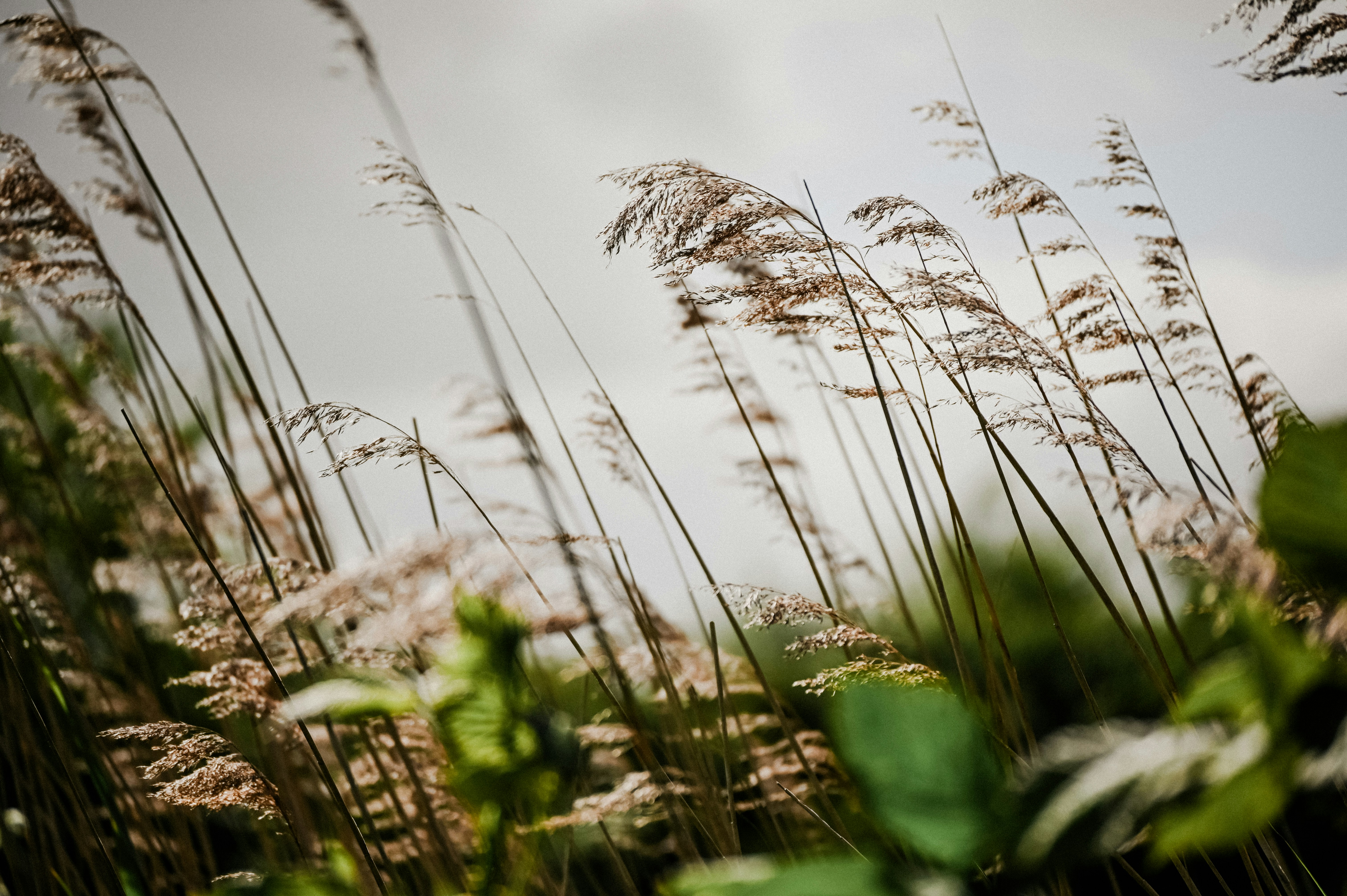 Peaceful landscape